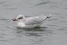 Mediterranean Gull by Mick Dryden