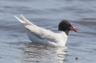 Mediterranean Gull by Mick Dryden