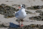 Mediterranean Gull by Mick Dryden Mediterranean Gull by Mick Dryden