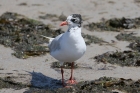 Mediterranean Gull by Mick Dryden