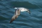 Mediterranean Gull by Mick Dryden