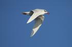 Mediterranean Gull by Mick Dryden