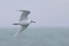 Mediterranean Gull by Mick Dryden