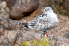 Mediterranean Gull by Romano da Costa