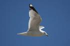 Ring-billed Gull by Mick Dryden