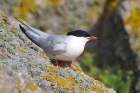 Roseate Tern by Nick Jouault