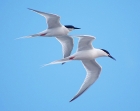 Roseate Terns by Nick Jouault