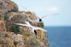 Roseate Terns by Nick Jouault