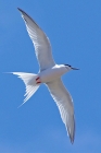 Roseate Tern by Nick Jouault