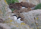 Roseate Terns by Nick Jouault