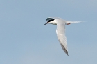 Roseate Tern by Romano da Costa Roseate Tern by Romano da Costa