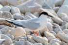 Roseate Tern by  Romano da Costa