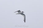 Sabine's Gull by John Ovenden Sabine's Gull by John Ovenden
