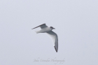 Sabine's Gull by John Ovenden