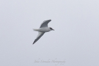 Sabine's Gull by John Ovenden