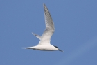 Sandwich Tern by Mick Dryden Sandwich Tern by Mick Dryden