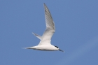 Sandwich Tern by Mick Dryden