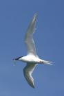 Sandwich Tern by Mick Dryden
