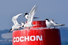 Sandwich Terns by Alan Gicquel