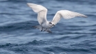 Sandwich Tern by John Ovenden