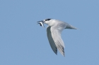 Sandwich Tern by Mick Dryden