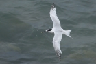 Sandwich Tern by Mick Dryden