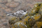 Sandwich Tern by Mick Dryden