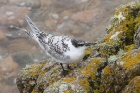 Sandwich Tern by Mick Dryden
