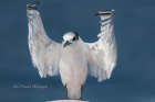 Sandwich Tern by John Ovenden