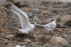 Sandwich Terns by Mick Dryden