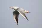 Slender billed Gull by Mick Dryden Slender billed Gull by Mick Dryden