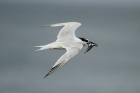 Sandwich Tern by Mick Dryden