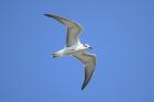 White-winged Black Tern by Mick Dryden