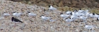 Terns by Nick Jouault