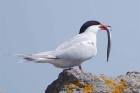 Common Tern by Nick Jouault