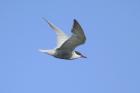 Whiskered Tern by Mick Dryden