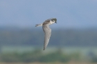 White winged Tern by Mick Dryden