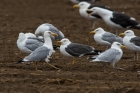 Yellow-legged Gull by Romano da Costa