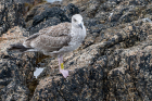 Caspian Gull by Romano da Costa