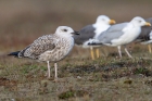 Yellow legged Gull by Romano da Costa