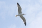 Yellow legged Gull by Mick Dryden