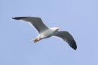 Yellow legged Gull by Mick Dryden