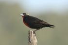 White-browed Blackbird by Mick Dryden White-browed Blackbird by Mick Dryden