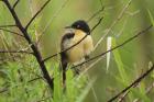 Black-capped Donacobius by Mick Dryden