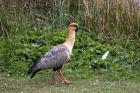 Black-faced Ibis by Miranda Collett