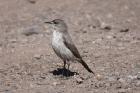Black-fronted Ground Tyrant by Mick Dryden