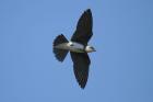 Brown-chested Martin by Mick Dryden