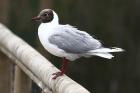 Brown-headed Gull by Mick Dryden