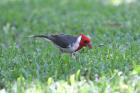 Red Cardinal by Miranda Collett