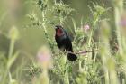 Chestnut-capped Blackbird by Miranda Collett Chestnut-capped Blackbird by Miranda Collett